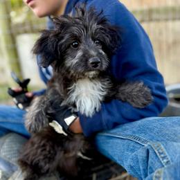 Jagger - Black and white male Aussiedoodle puppy in Science Hill, Kentucky from Southern Paws Kennels