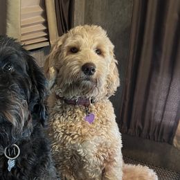 Labradoodles from River Run Labradoodles