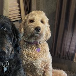 Labradoodles from River Run Labradoodles