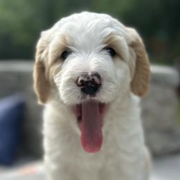 Bernedoodles from Northern Charm Farm