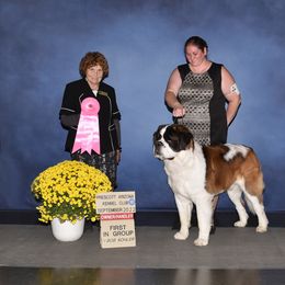 Saint Bernard All Grown Up from Metal Saints