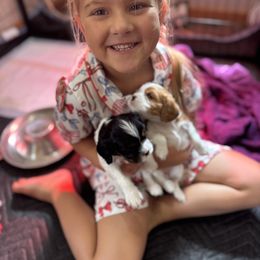 Cavalier King Charles Spaniel Puppies from Royal Country Cavaliers of Missouri