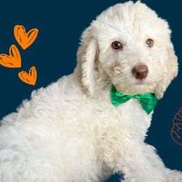 Cream Puff - Labradoodle puppy from The Dood Ranch