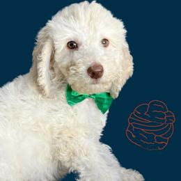 Cream Puff - Labradoodle puppy from The Dood Ranch