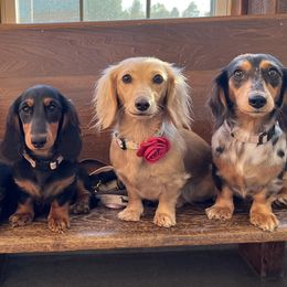 Dachshunds from Miniature Dreams Dachshunds