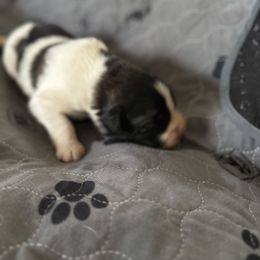 Pyrenean Mastiff Puppies from Mastini Sierra Pyrenean Mastiffs