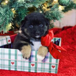 Willow - Black tri-color female Australian Shepherd puppy in Eubank, Kentucky from Ashlee's Aussies