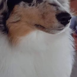 Shetland Sheepdogs from GrapeView Shetland Sheepdogs