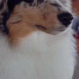 Shetland Sheepdogs from GrapeView Shetland Sheepdogs
