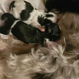 GIRL 2 - Black and white female Shih Tzu puppy in Little Falls, Minnesota from Tough Shih