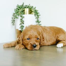 Olive - Red  female Goldendoodle puppy in Spanish Fork, Utah from K Brand Doodles