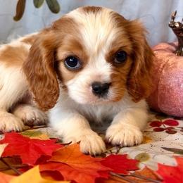 Emerald - Blenheim female Cavalier King Charles Spaniel puppy in Conway, Missouri from The Wright Snuggle