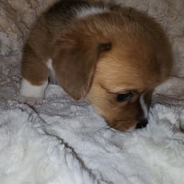 Pembroke Welsh Corgi Puppies from Tiny Titans K9
