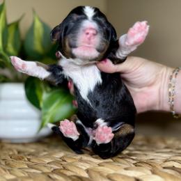Boy 2 - male Bernedoodle puppy in Highland, Utah from Angel Pups Deluxe