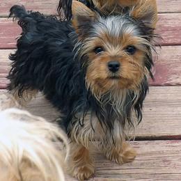 Hey Dude - Blue and gold male Yorkshire Terrier puppy in Baraga, Michigan from Ojibwa Yorkies