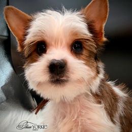 Girl 5 brown - Parti female Yorkshire Terrier puppy in Machesney Park, Illinois from Three Yorkie Family