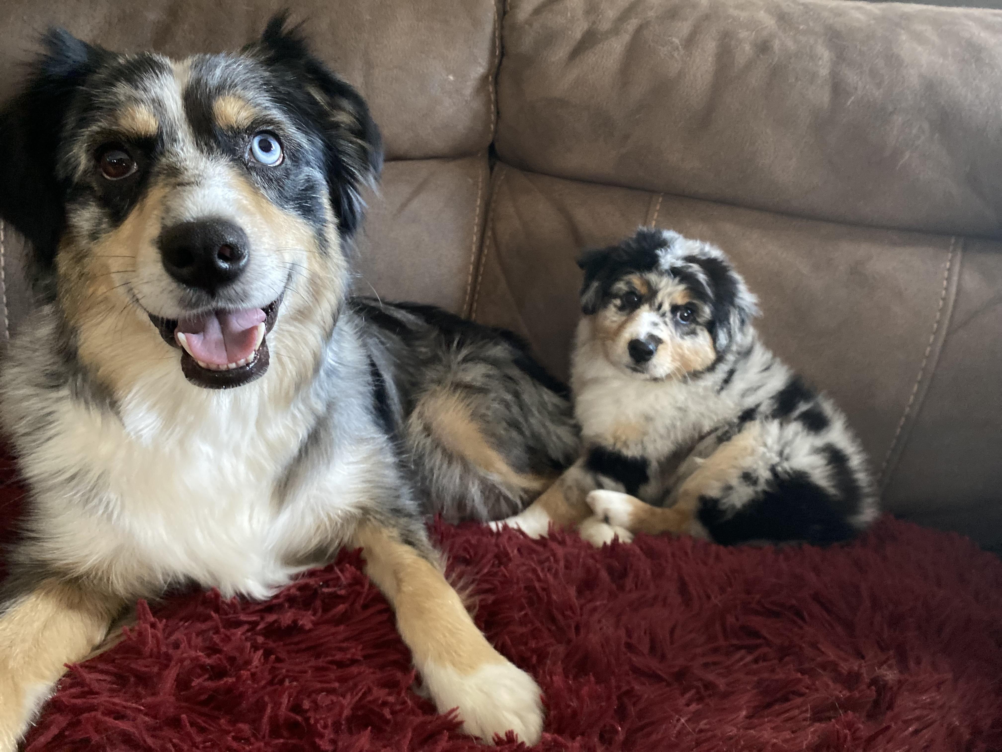 MZ Mini Aussies in Kentucky Miniature Australian Shepherd puppies