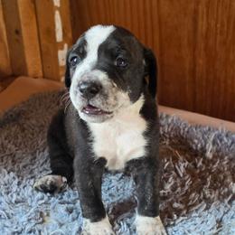 Fofa - Brindle female Mountain Cur puppy in Moundsville, West Virginia from Mountaineer Mountain Curs