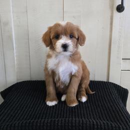 Adelie - Red  female Goldendoodle puppy in Floyd, Virginia from Hearts and Paws Poodles and Doodles