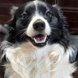 Ozzy - Miniature Australian Shepherd