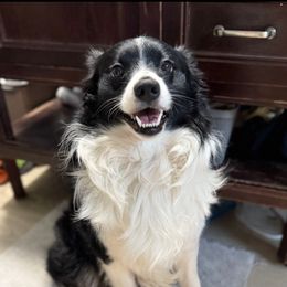 Ozzy - Miniature Australian Shepherd