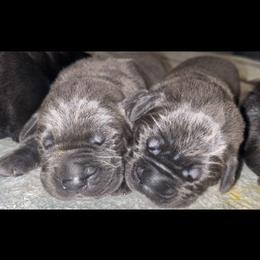 Boy 5 - Gray male Cane Corso puppy in Douglasville, Georgia from Palazzo Cane Corso