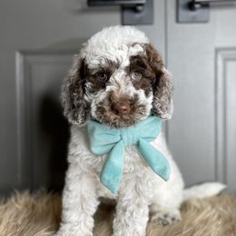 Sarge - Australian Labradoodle