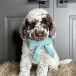 Sarge - Australian Labradoodle