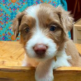 Starry (yellow) - Red merle female Aussiedoodle puppy in Watertown, Wisconsin from Little Bear Paws Aussiedoodles