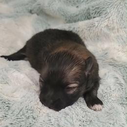 Girl 5 - Orange sable female Pomeranian puppy in Tulsa County, Oklahoma from CP Kennels