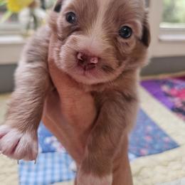 Red - Red merle female Miniature Australian Shepherd puppy in Dunnellon, Florida from Ever After Mini Aussies