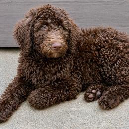 Brownie - Chocolate female Goldendoodle puppy in Wake Forest, North Carolina from Wake Forest Darling Doodles