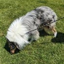 Merlin - Collie