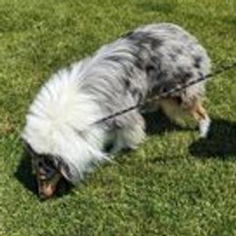 Merlin - Collie