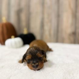 Sally - Sable female Cavapoo puppy in Wamego, Kansas from Doodles of Oz