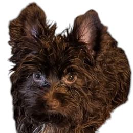 Cash - Liver male Yorkshire Terrier puppy in Gaylesville, Alabama from Sweet Alabama Yorkies