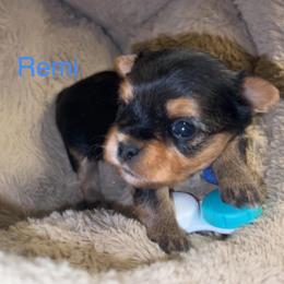 Remi (blue collared boy) - Black & tan tri-color male Morkie puppy in Seneca, Missouri from M.Y. Morkies and Yorkies