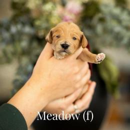 Meadow - Apricot female Goldendoodle puppy in Acton, Maine from Silver Pines Pups
