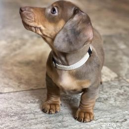 Dachshund Puppies from Maisy & Meg