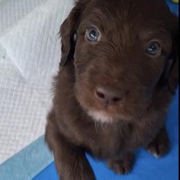 Aussiedoodle and Miniature Australian Shepherd Puppies from Aussies Acre