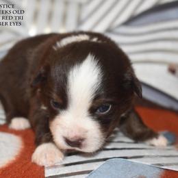 Solstice - Red tri male Miniature Australian Shepherd puppy in Patterson, North Carolina from DreamLine Aussies