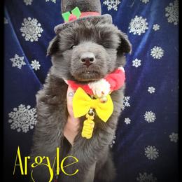 Argyle - Black male German Shepherd puppy in Fort Jennings, Ohio from Von Holtzapple German shepherds
