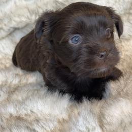 Truffles - Liver female Yorkshire Terrier puppy in Bennettsville, South Carolina from Cottonwood Maltese
