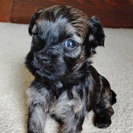 Onyx - Red sable male Havanese puppy in Kinston, North Carolina from Court Jester Havanese and Prissy Diva Russian Salon Dogs