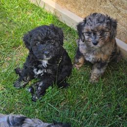 Aussiedoodle Puppies from Oakley Nash Pups