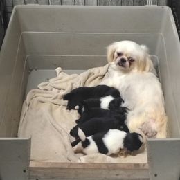 AKC Laim - Black male Pekingese puppy in Andrews, South Carolina from Purple Diamonds Kennel