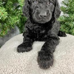 Aussiedoodle, Double Doodle, and Goldendoodle Puppies from Dandy Doodle Ranch