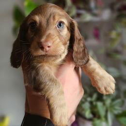 Hershey- CKC - Chocolate and tan male Dachshund puppy in Loganville, Georgia from Royal Dackel Haus