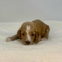Coconut - Apricot female Goldendoodle puppy in Kenansville, North Carolina from J+A Family Doodles