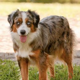 Toy Australian Shepherd All Grown Up from Kennard Ranch Pups
